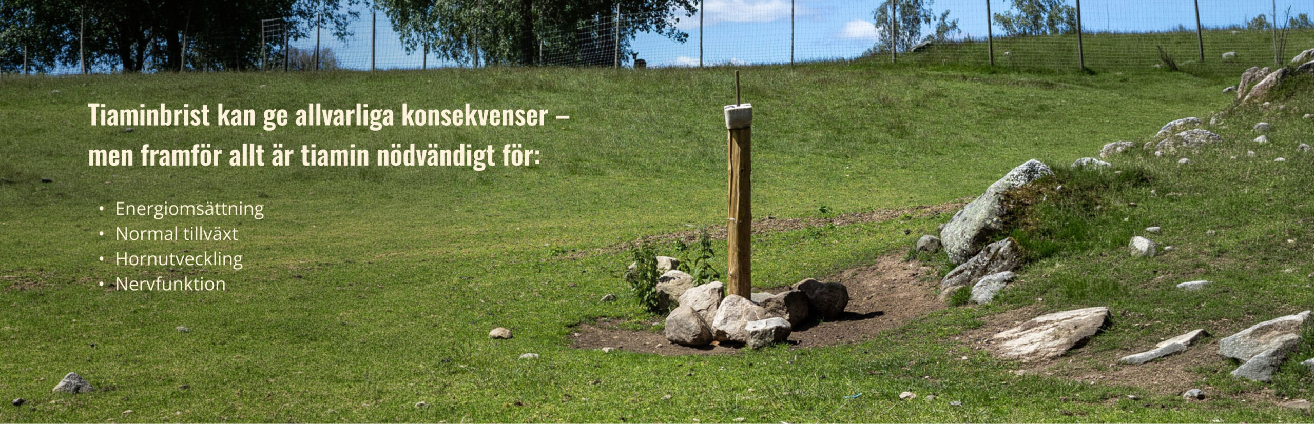 tiaminbrist_hasselas_desktop