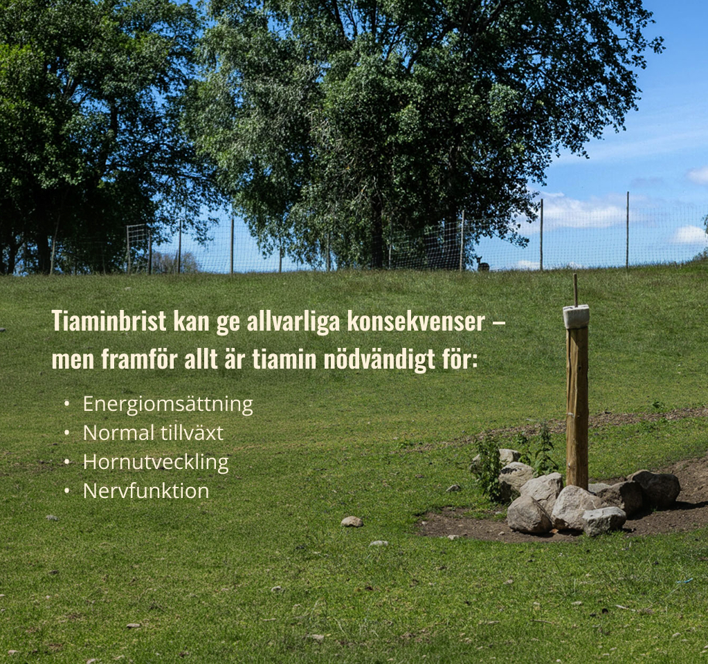 tiaminbrist_hasselas_ipad