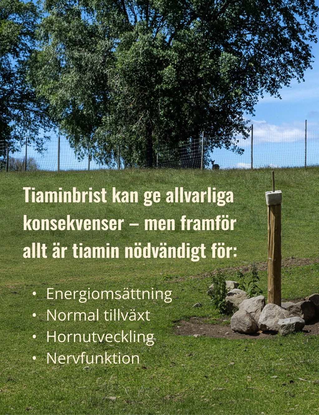 tiaminbrist_hasselas_mobile